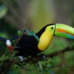 keel-billed-toucan-1021048_1920 (1)