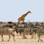 Namibia-Rundreise: 2 Wochen für 1.333€ p.P. mit Flügen inkl. Gepäck, Mietwagen sowie sehr gut bewerteten Hotels & Lodges