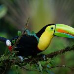 keel-billed-toucan-1021048_1920