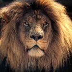 lion-2793122_1920