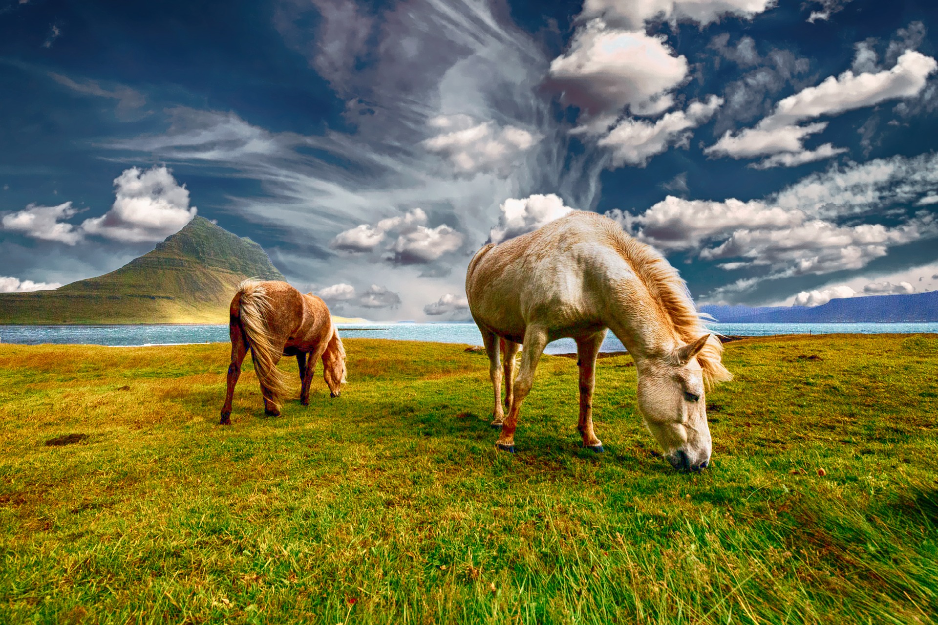 horses-2427513_1920