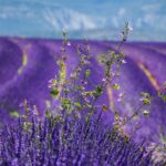 Südfrankreich zur Lavendel-Blüte: 1 Woche Mietwagen-Rundreise für 439€ p.P. mit Flügen und Hotels