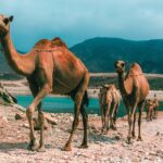 Direktflüge in den Oman (Muscat oder Salalah) schon ab 351€ von Prag zur besten Reisezeit