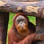 17 Tage Borneo-Rundreise (Malaysia) schon für 1.043€ p.P. inkl. allen Flügen und 4* Hotels & Resorts