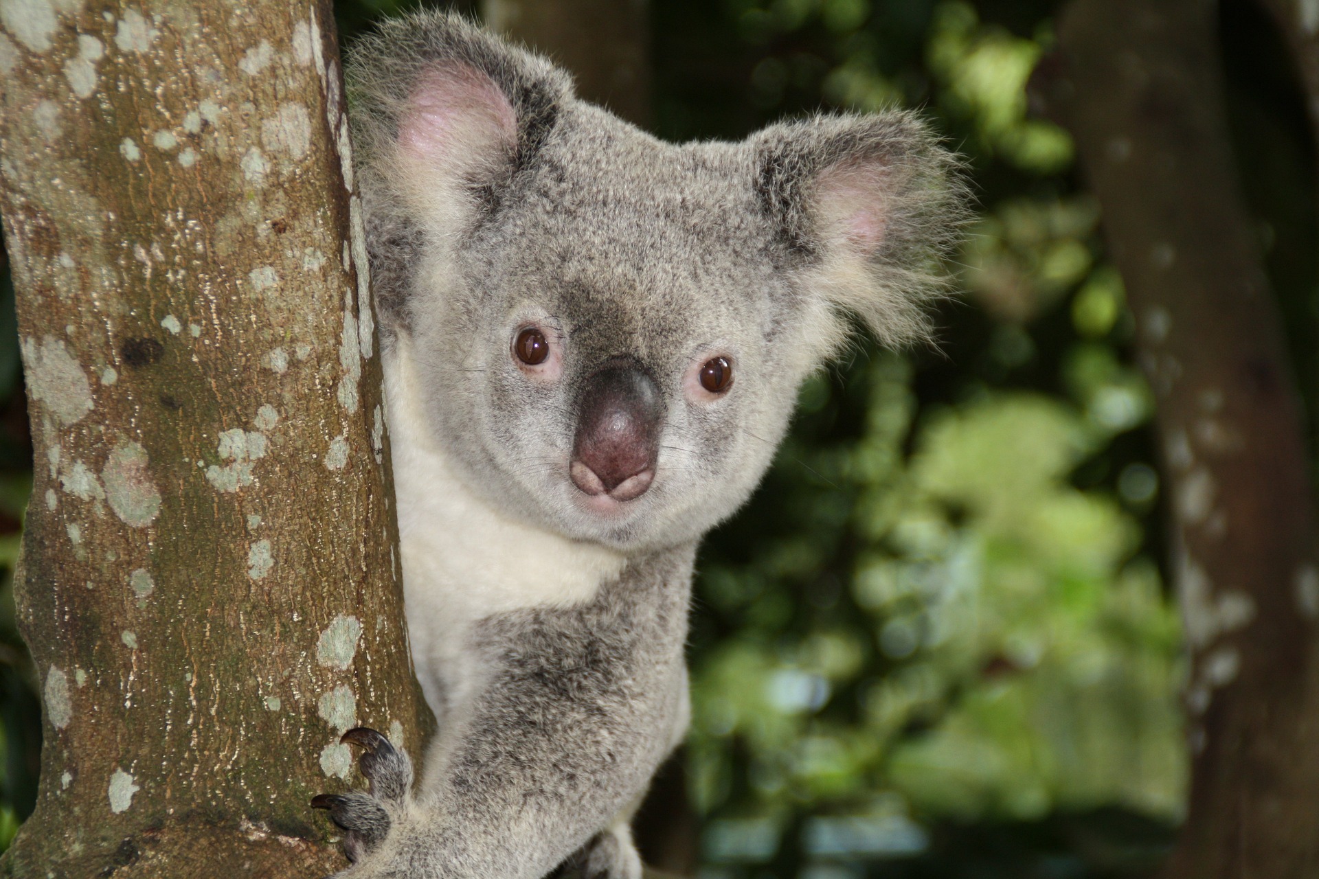 australia-1068578_1920
