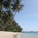 palm-trees-966602_1920