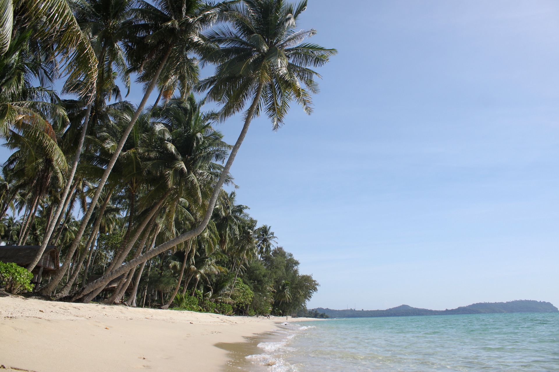 palm-trees-966602_1920