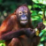 orangutan-5208808_1920