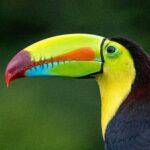 costa-rica-9341383_1920