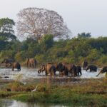 elephants-4864736_1920