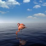 flamingo-4026050_1920