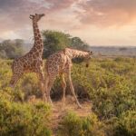 2 Wochen Safari in Kenia + Badeurlaub auf den Seychellen nur 999€ p.P. inkl. allen Flügen und sehr gut bewerteten Unterkünften gildaix-giraffes-7238815_1920